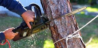 Best Tree Preservation Services  in Dunmore, PA