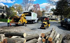 Best Tree Disease Treatment  in Dunmore, PA