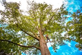 How Our Tree Care Process Works  in  Dunmore, PA