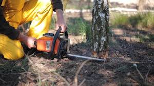 Best Lawn Disease Treatment  in Dunmore, PA