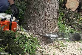Best Tree Risk Assessment  in Dunmore, PA