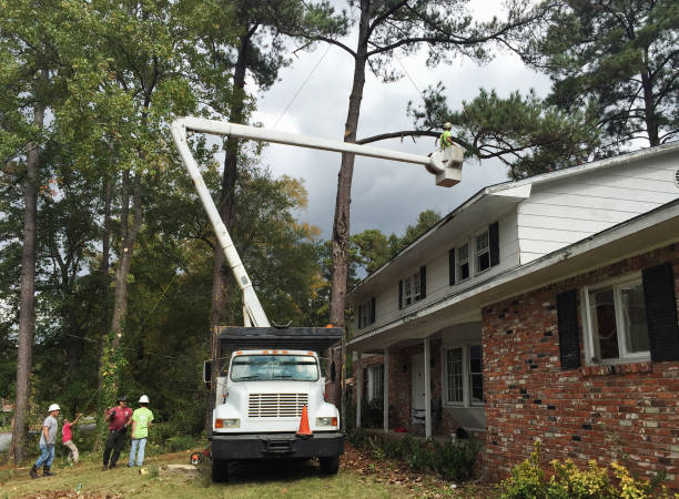 Best Emergency Tree Removal  in Dunmore, PA