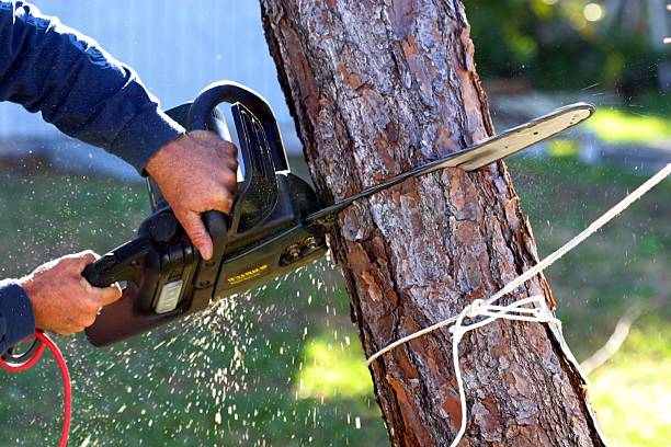Best Lawn Maintenance Plans  in Dunmore, PA