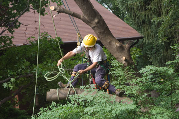 Best Tree Trimming and Pruning  in Dunmore, PA