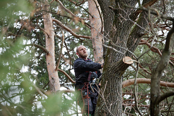 Best Tree Maintenance Programs  in Dunmore, PA