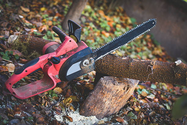 Best Storm Damage Tree Cleanup  in Dunmore, PA