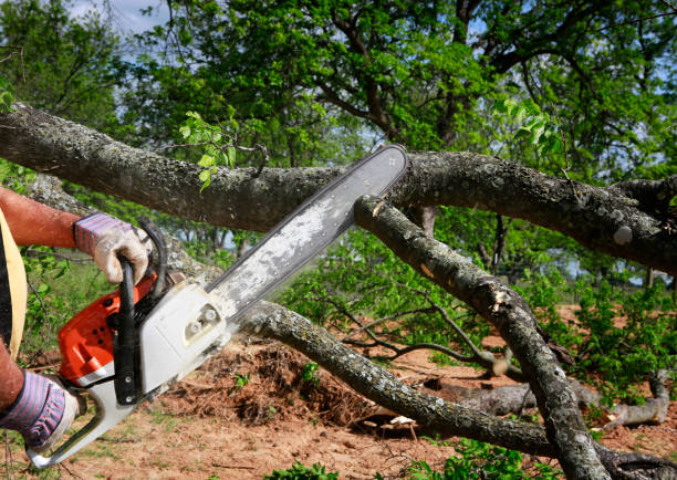 Best Arborist Consultation Services  in Dunmore, PA