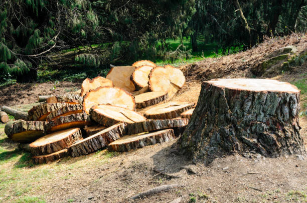 Professional Tree Care in Dunmore, PA